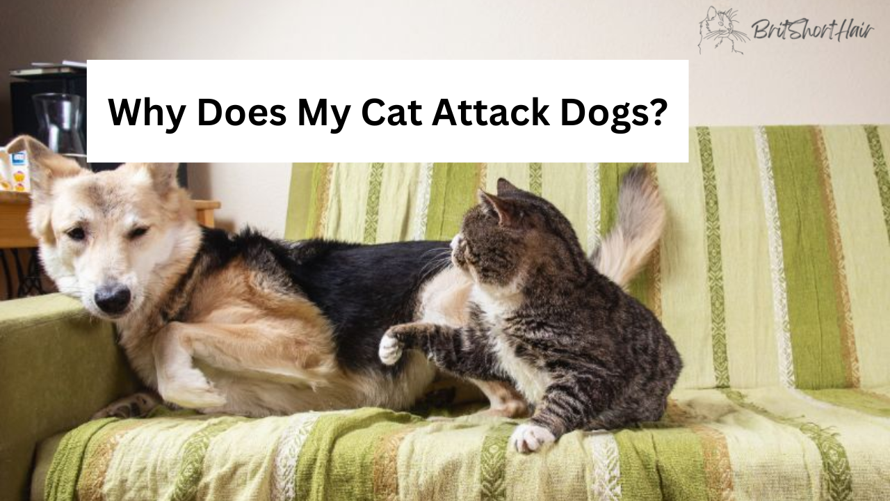 Cat Attack Dogs