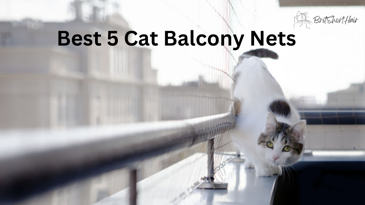 Best 5 Cat Balcony Nets