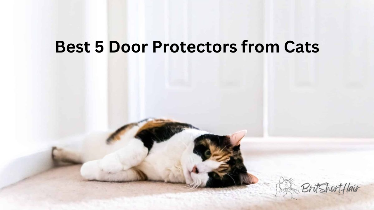 Door Protectors