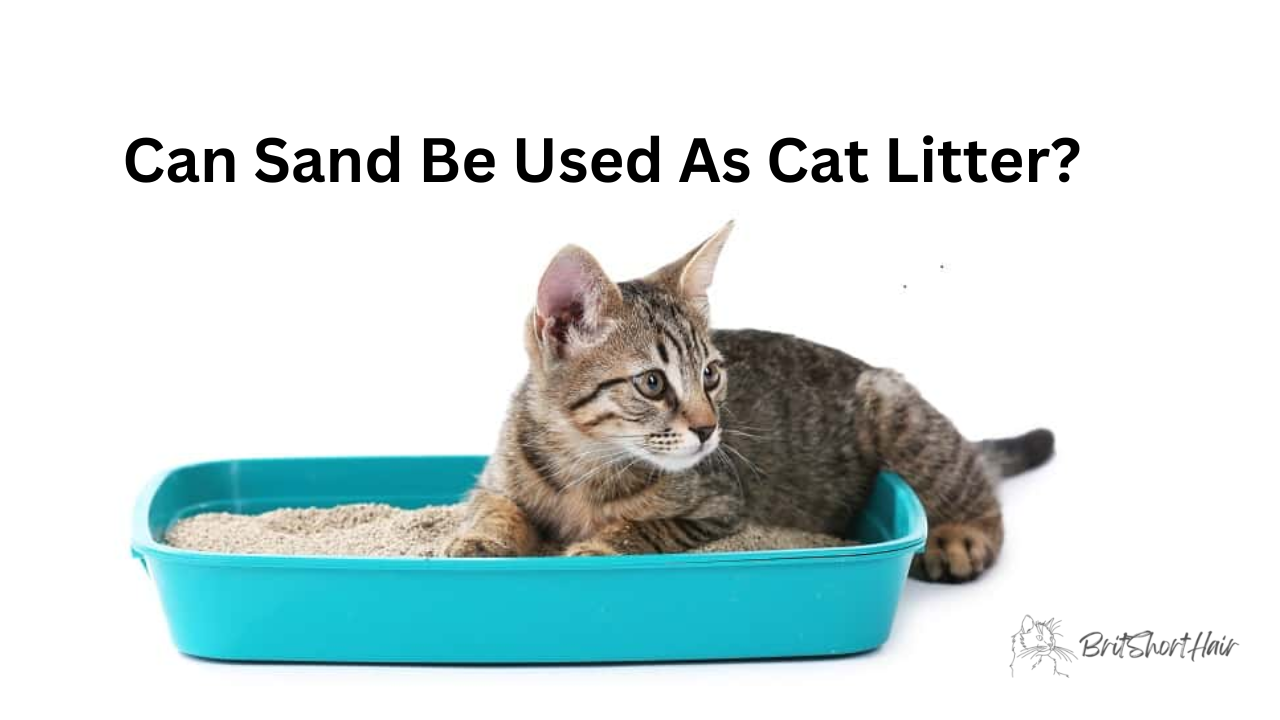 Sand Be Used As Cat Litter