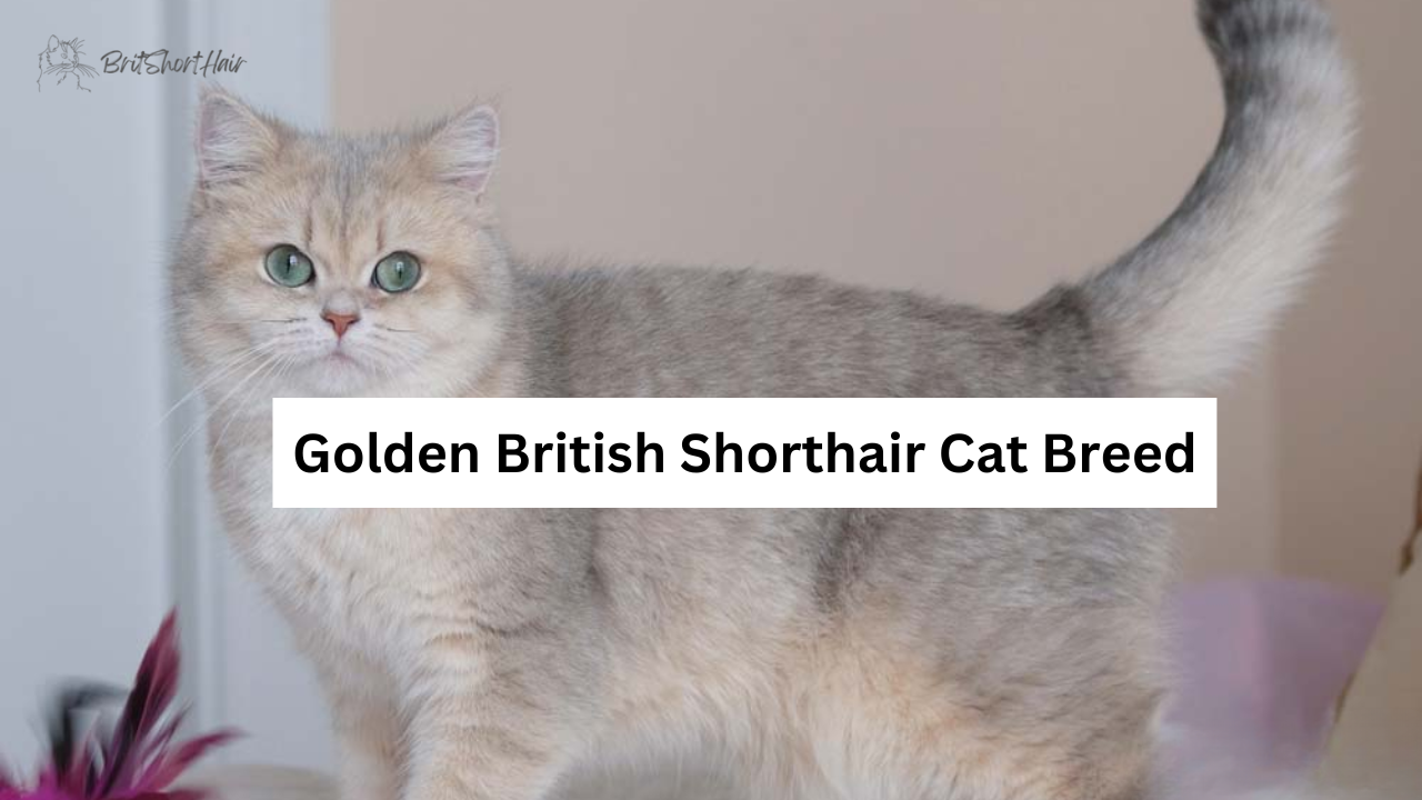 Golden British Shorthair Cat Breed