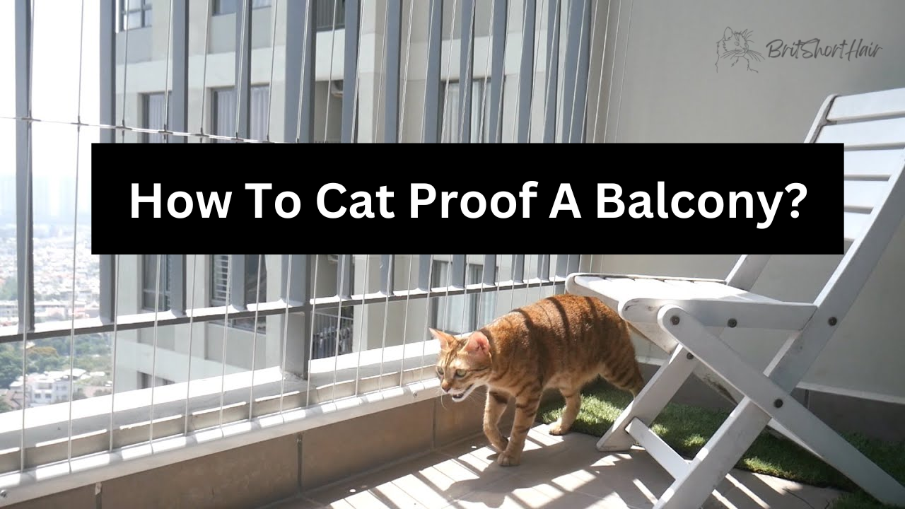 Secure Your Cat's Safety on the Balcony Tips and Pitfalls to Avoid