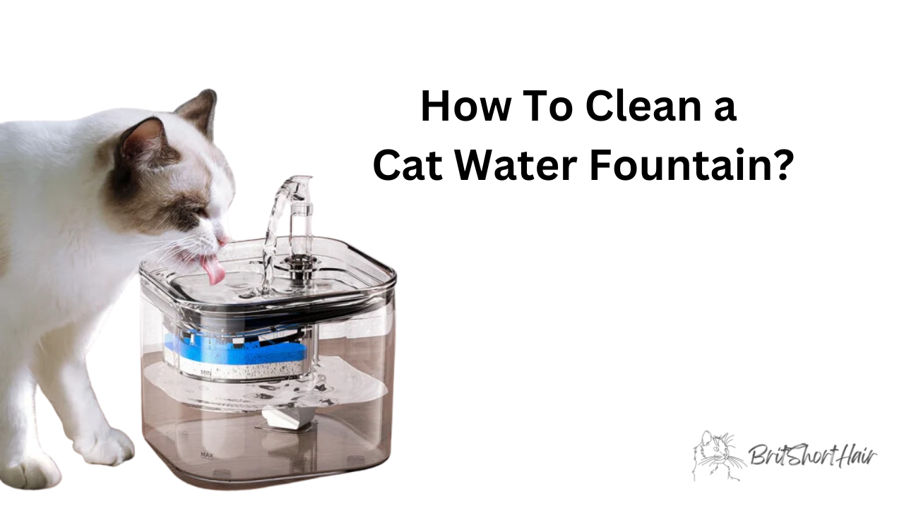 Cat Water Fountain