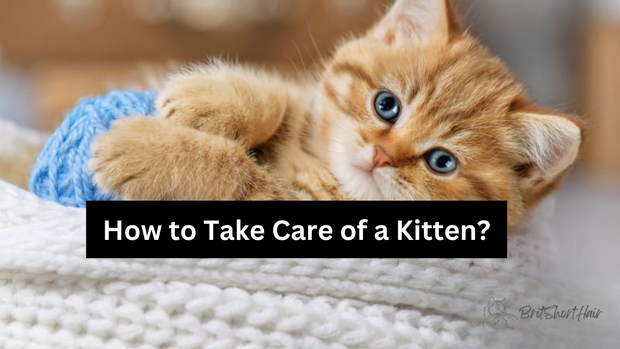 How to Take Care of a Kitten