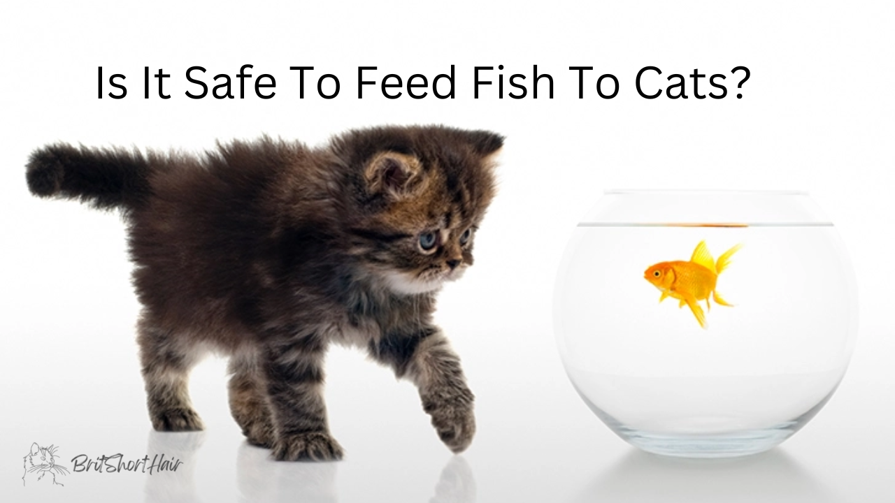 Feed fish