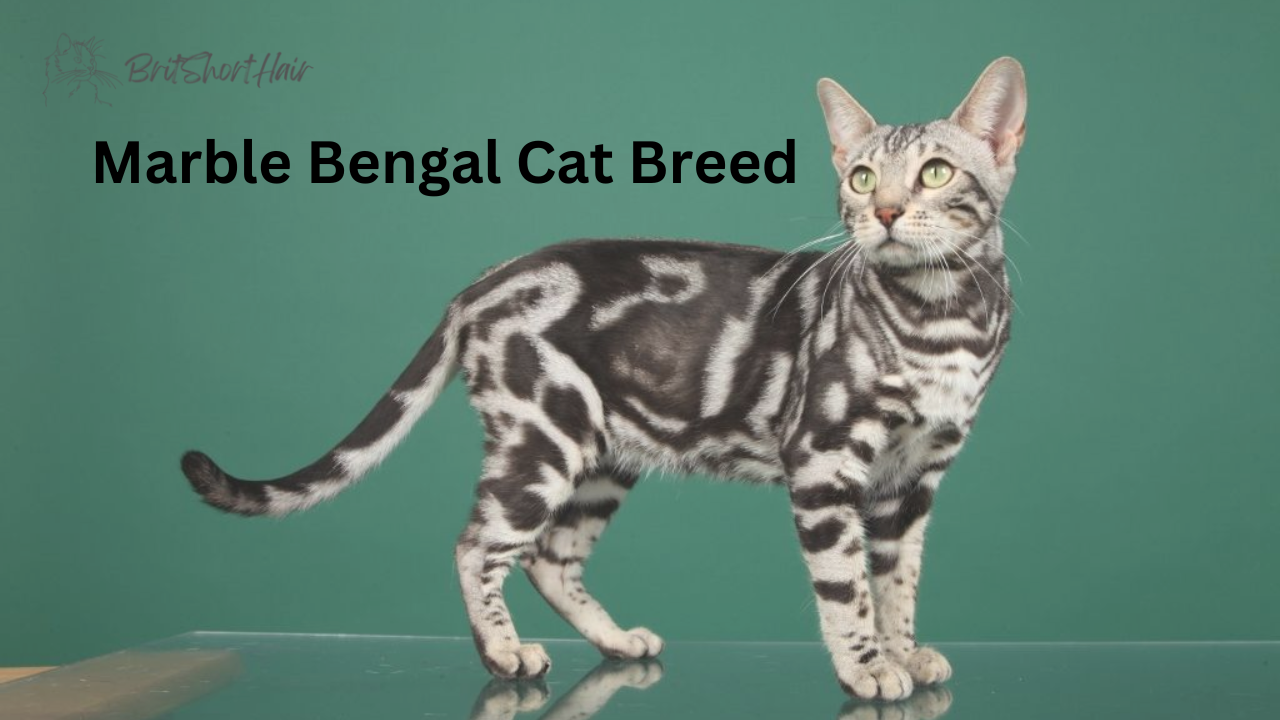 Marble Bengal Cat Breed