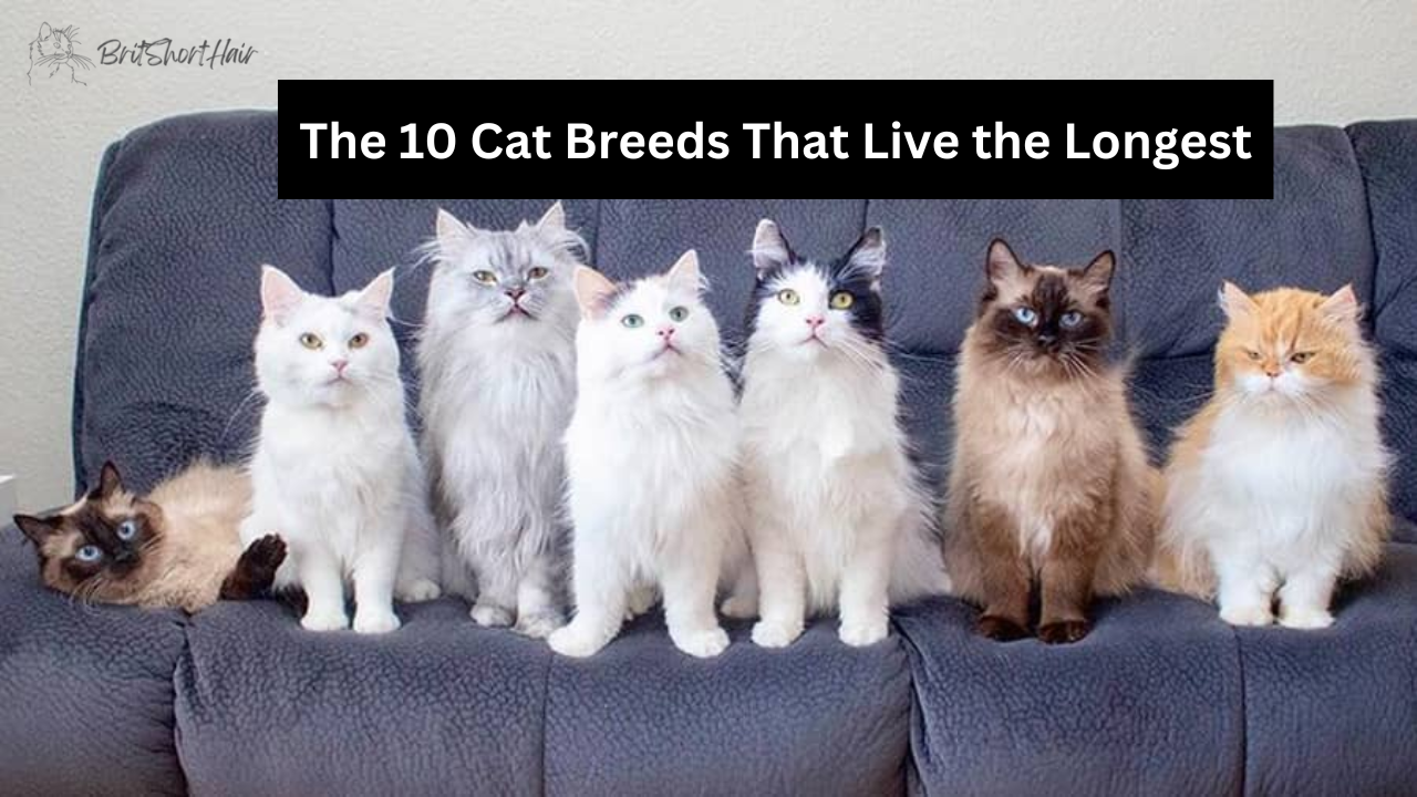 Cat Breeds that live the longest