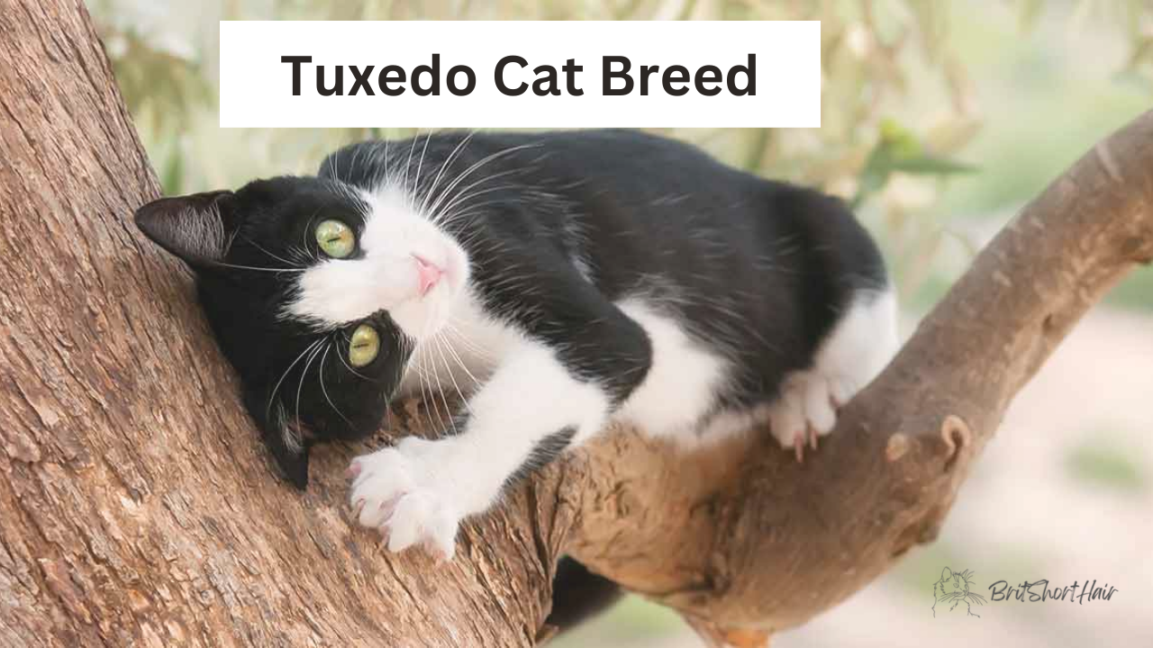 Tuxedo Cat Breed