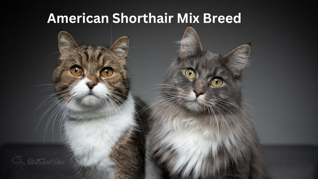 American Shorthair Mix