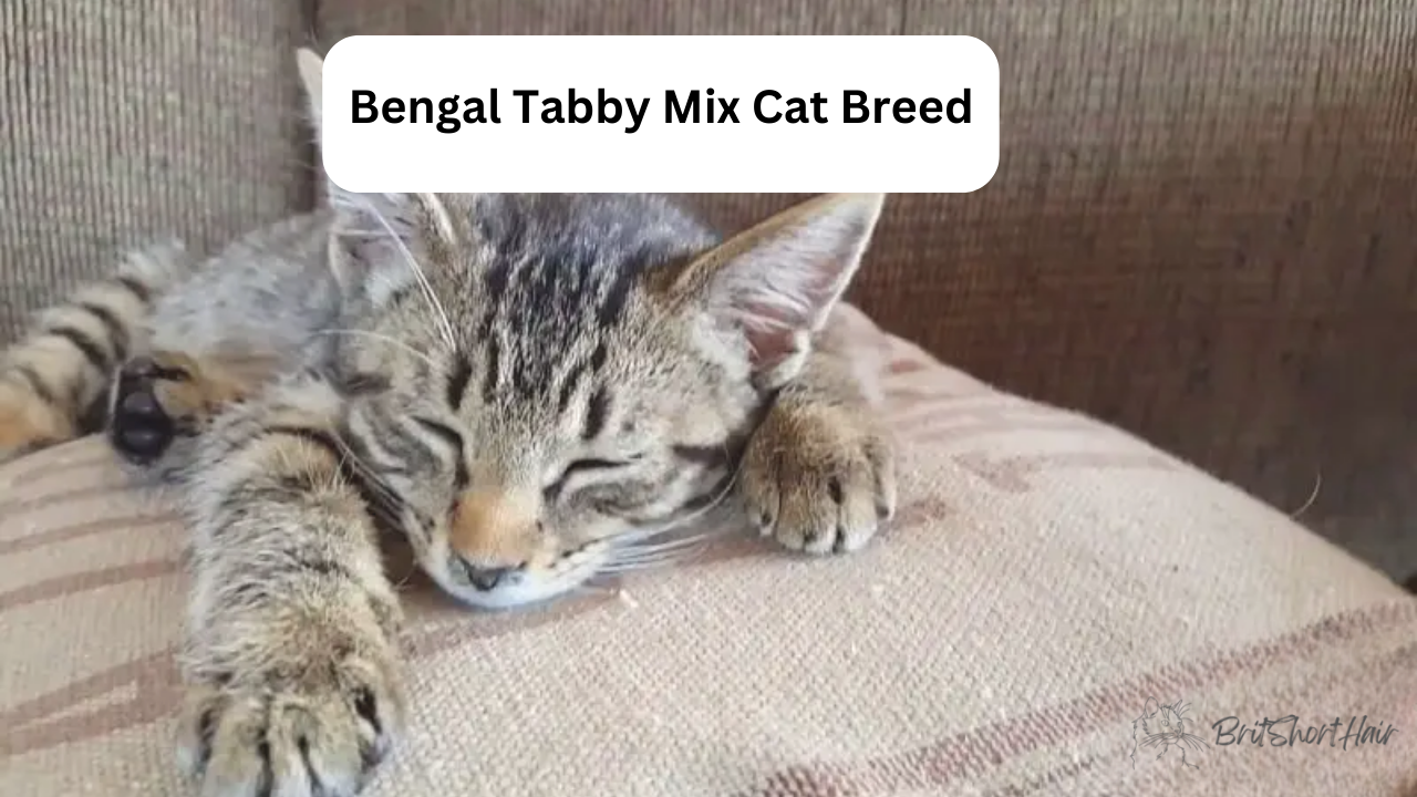 Bengal Tabby Mix