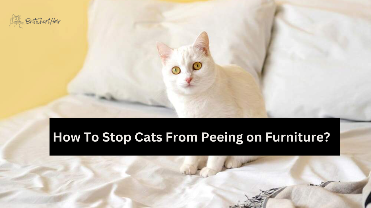 How To Stop Cats From Peeing on Furniture? Britshorthair