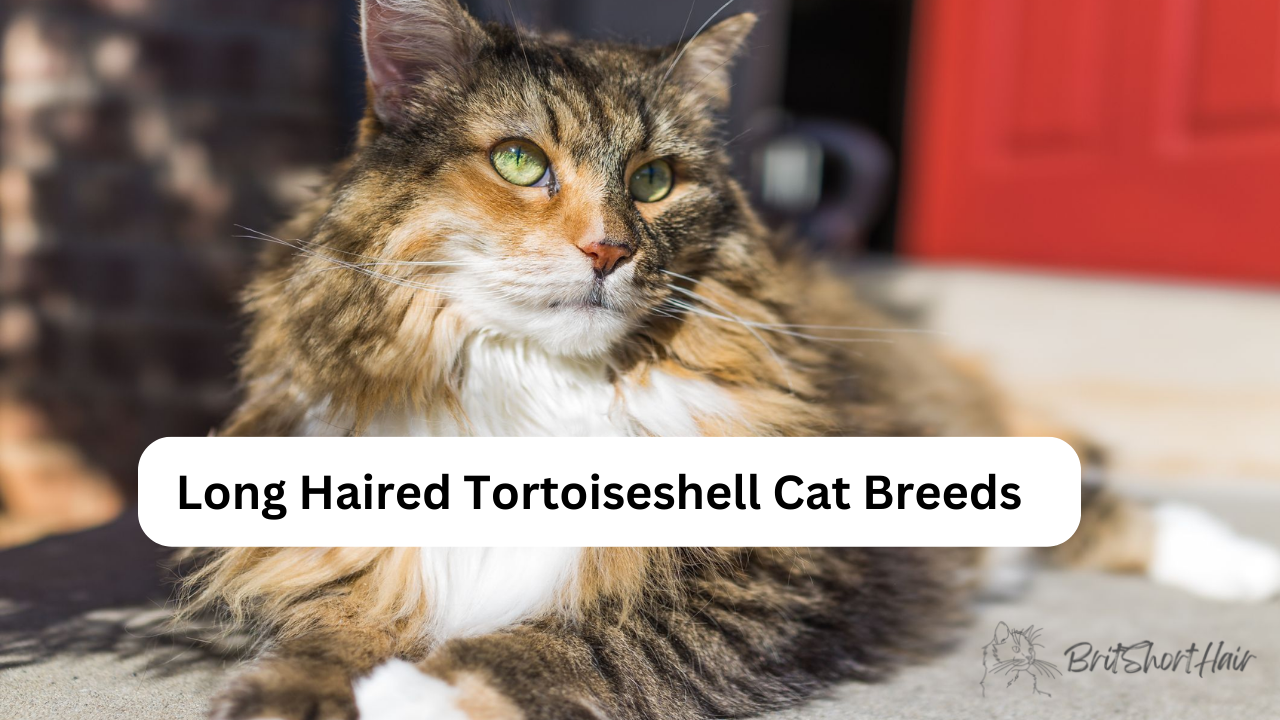 Long-haired Tortoiseshell