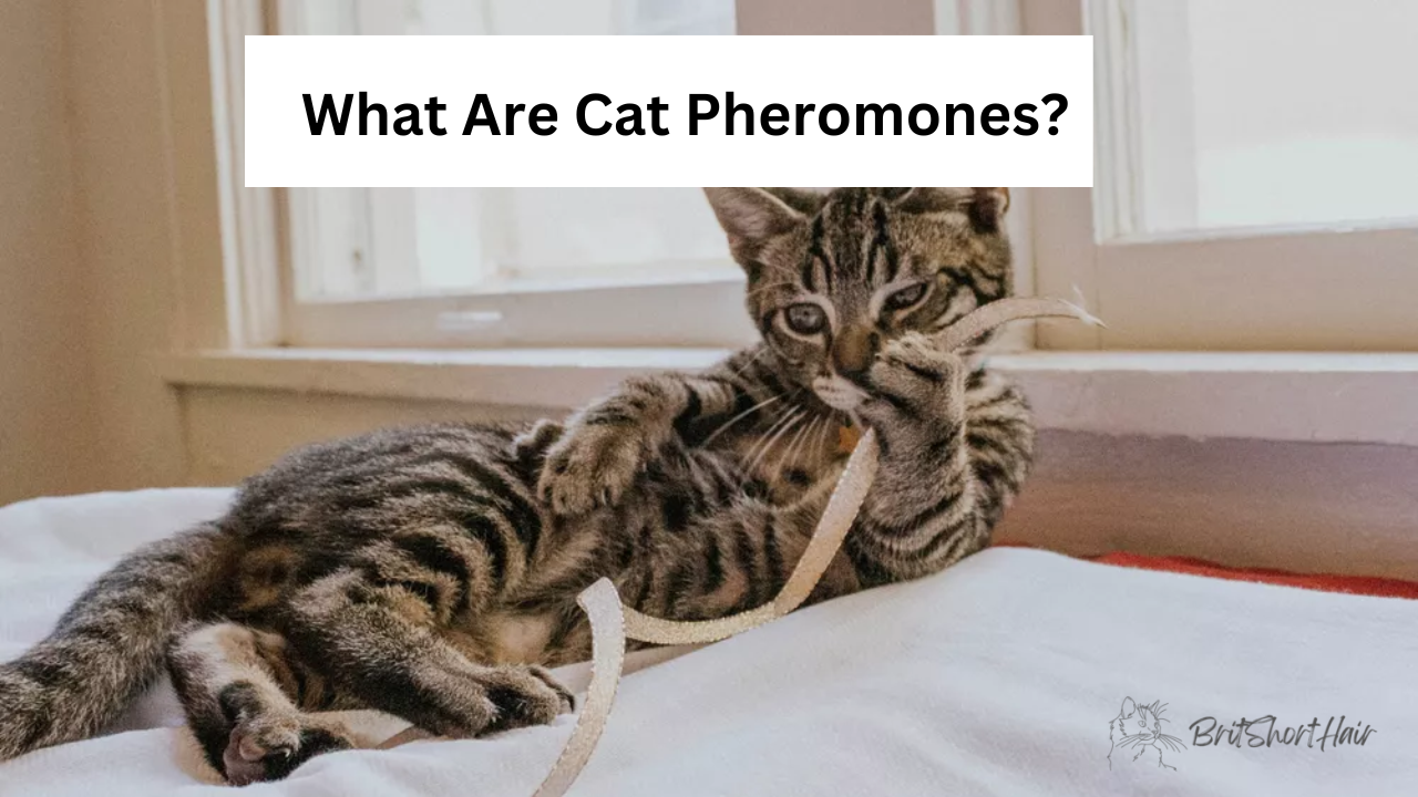 Cat Pheromones