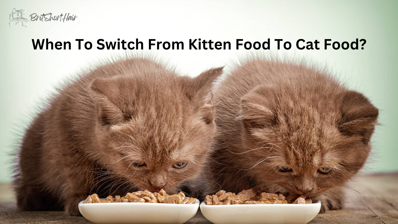 When To Switch From Kitten Food To Cat Food