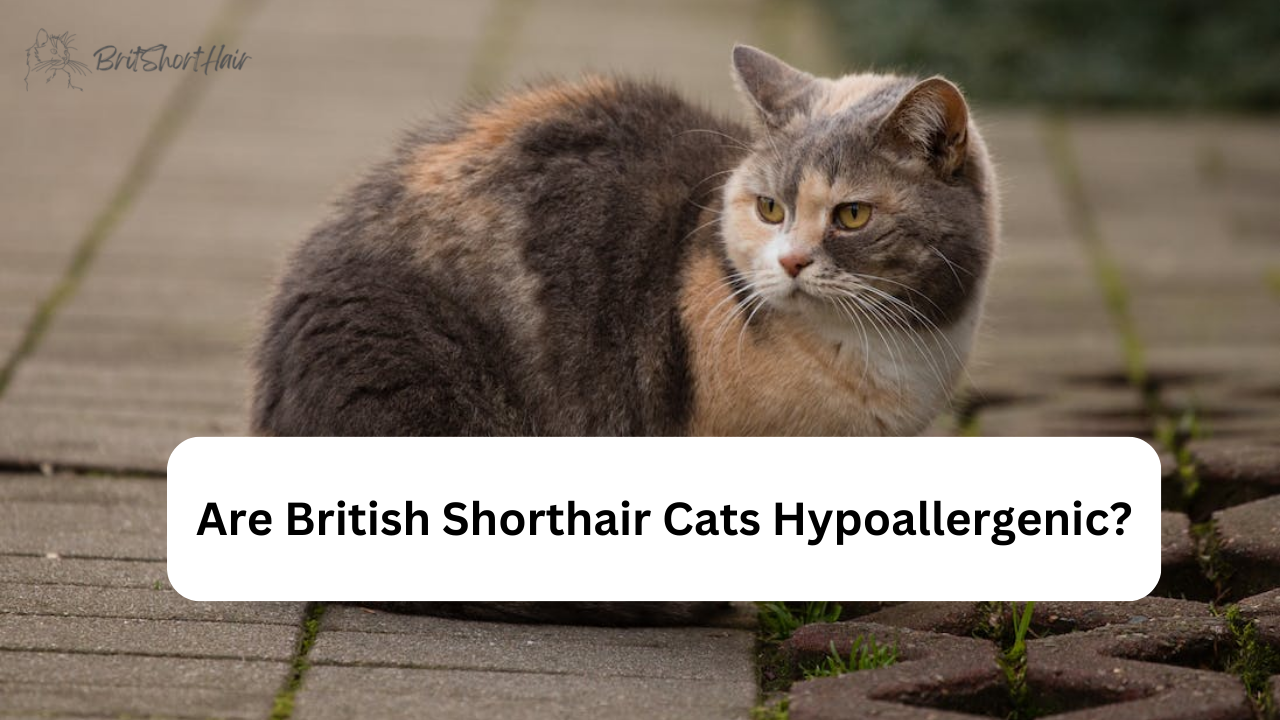 Are British Shorthair Cats Hypoallergenic