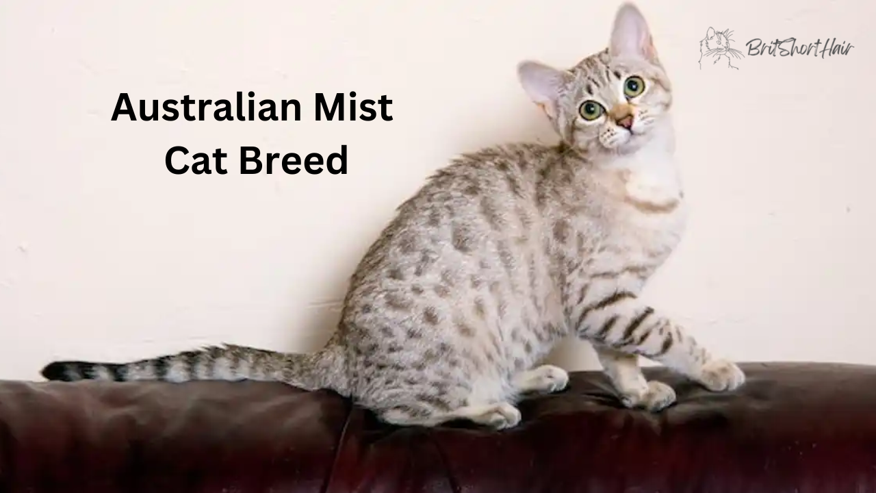 Australian Mist Cat Breed