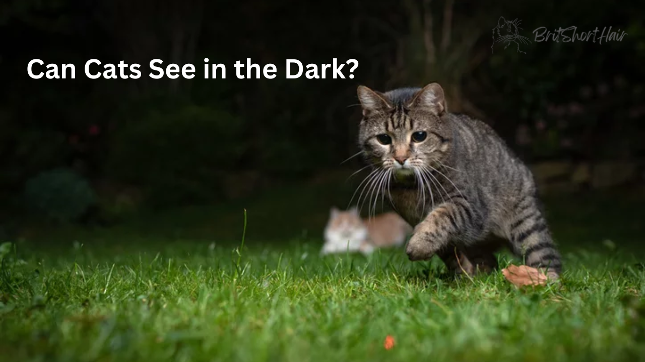 Can Cats See in the Dark? Britshorthair