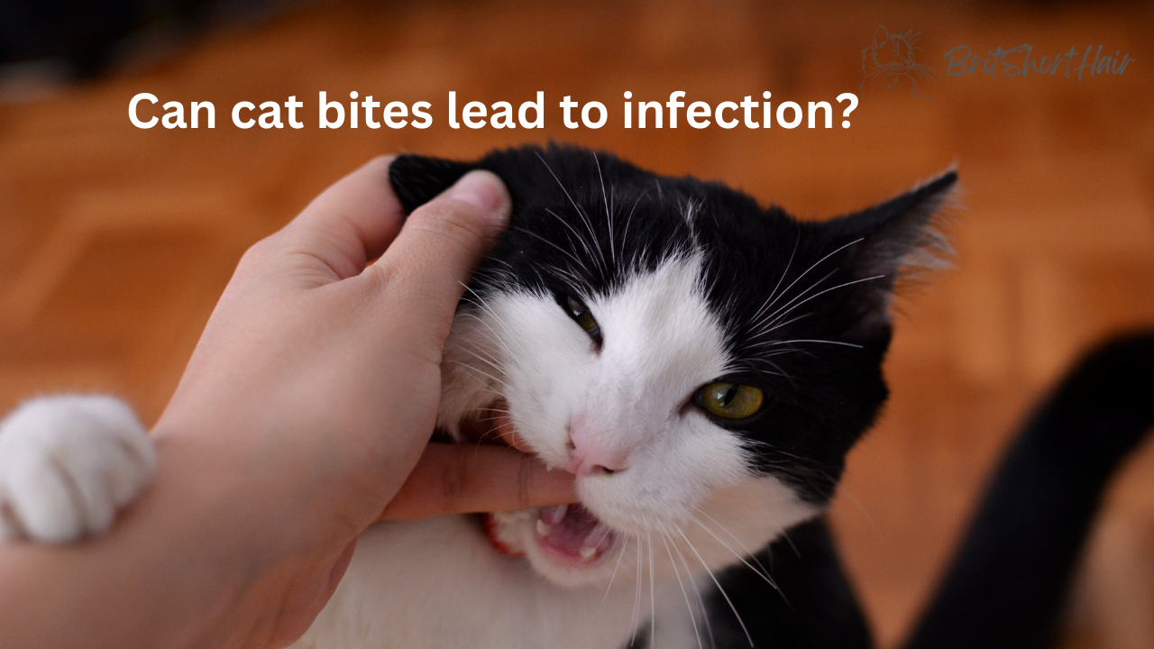 Can cat bites lead to infection YouTube Thumbnail