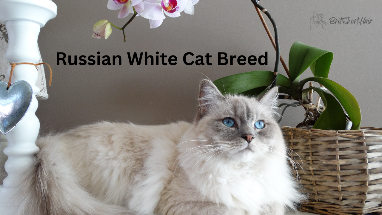 Russian white cat breed