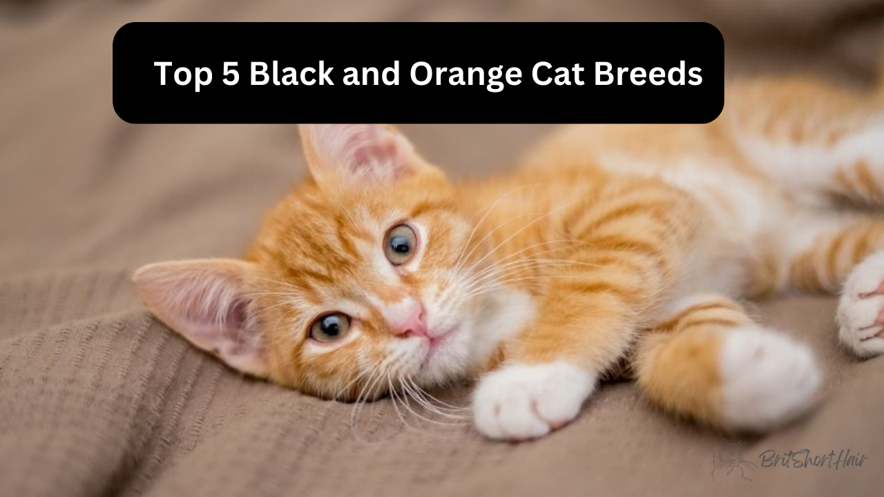 Top 5 Black and Orange Cat Breeds