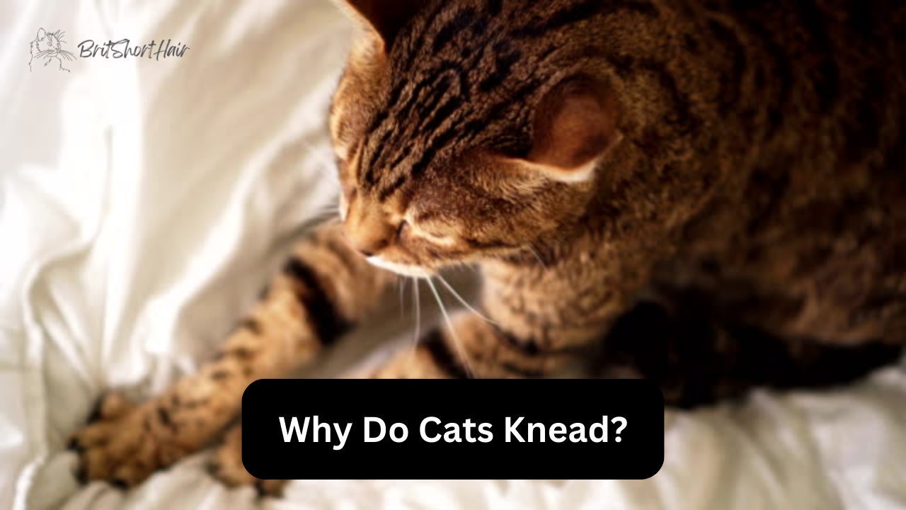 Cats knead