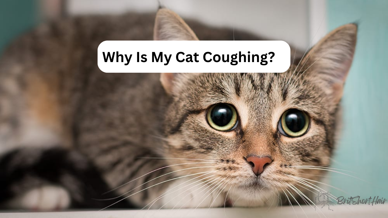 Cat Coughing