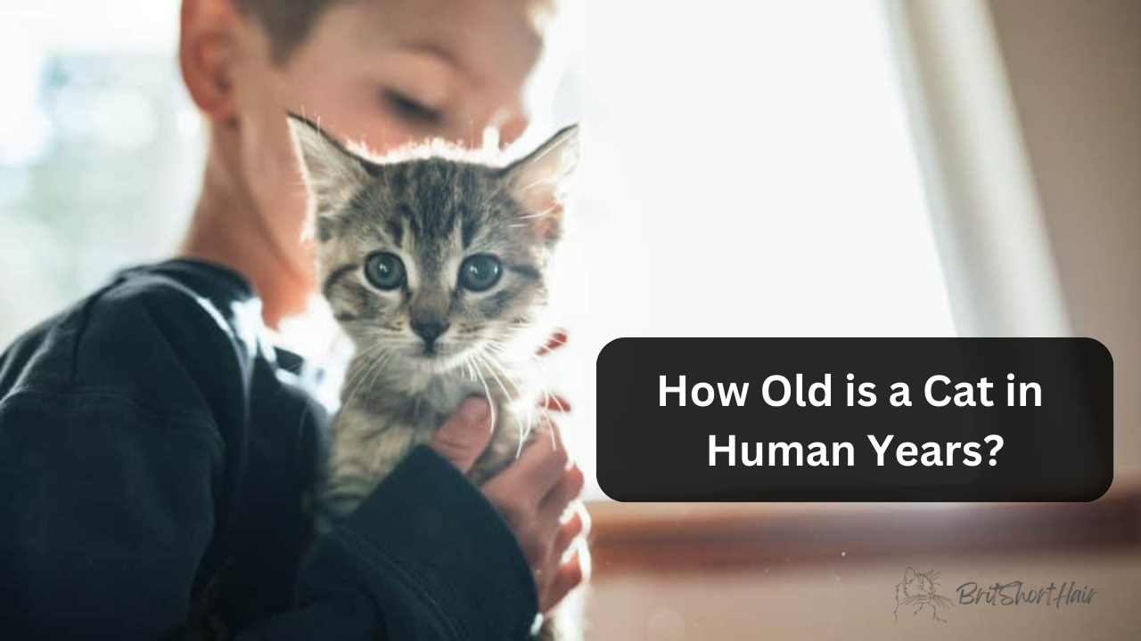 How Old is a Cat in Human Years?