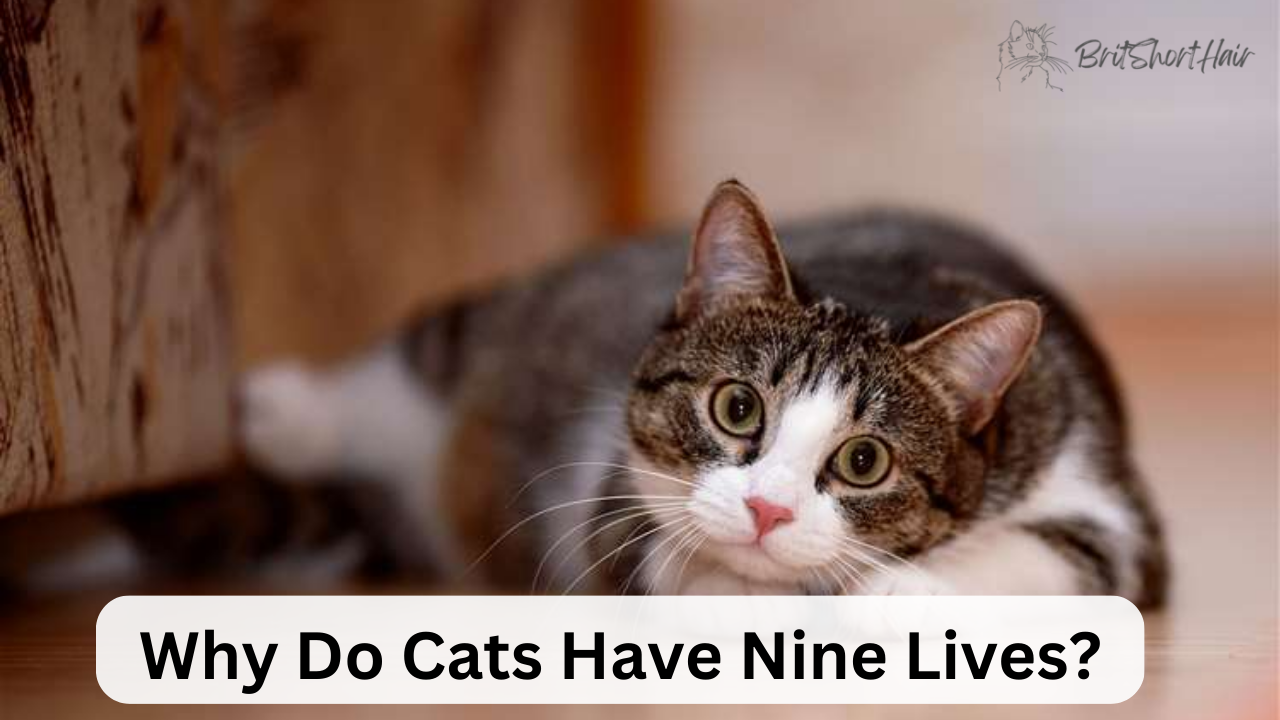 Cats Have Nine Lives